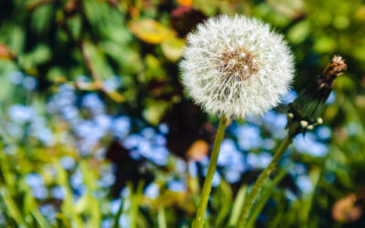 Stop Weeds Before They Start