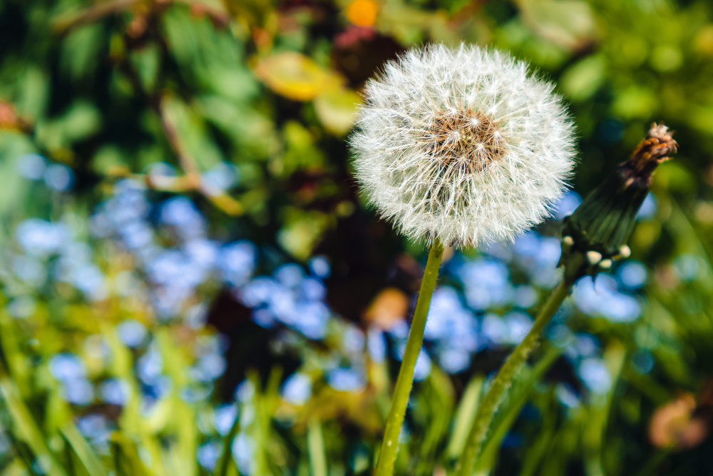 Stop Weeds Before They Start