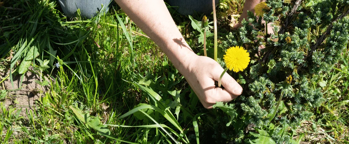 Stop Weeds Before They Start 1 The Danger Posed by Weeds