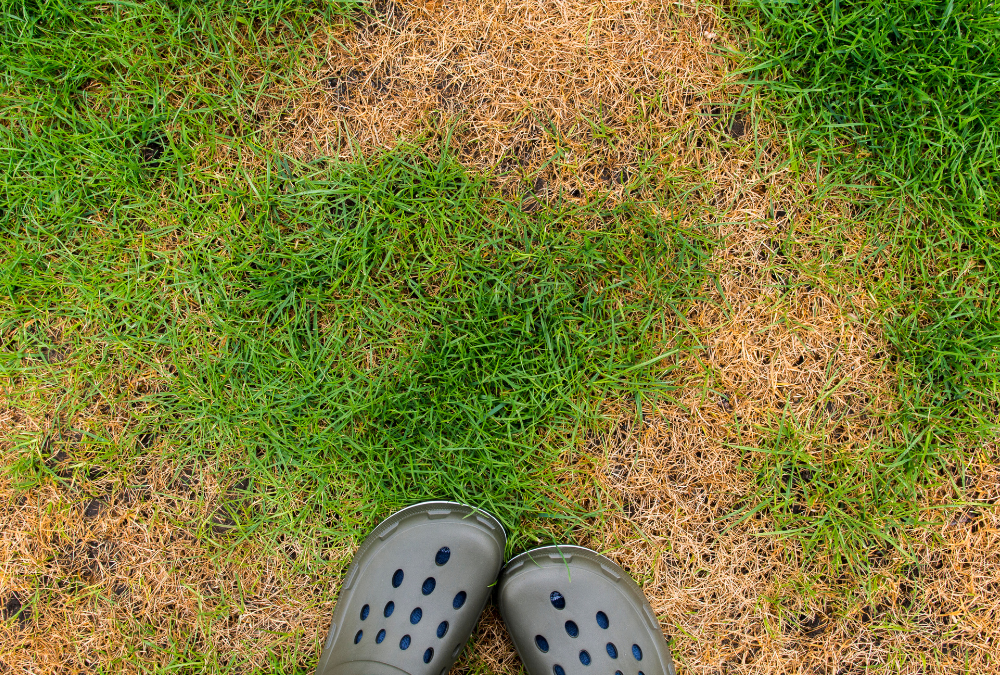 Tips for Summer Lawn Care