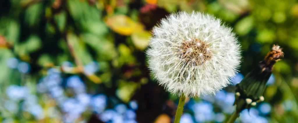 Stop Weeds Before They Start 3 stop weeds before they start