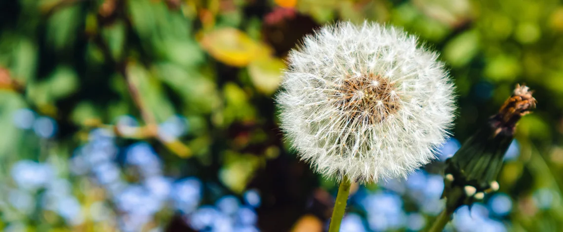 stop weeds before they start
