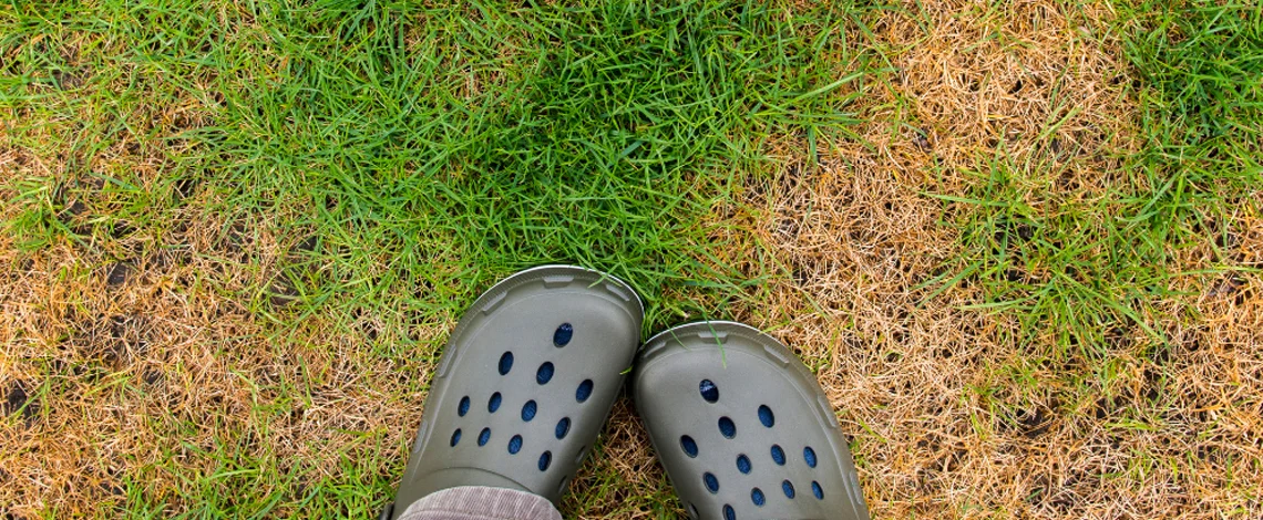 tips for summer lawn care