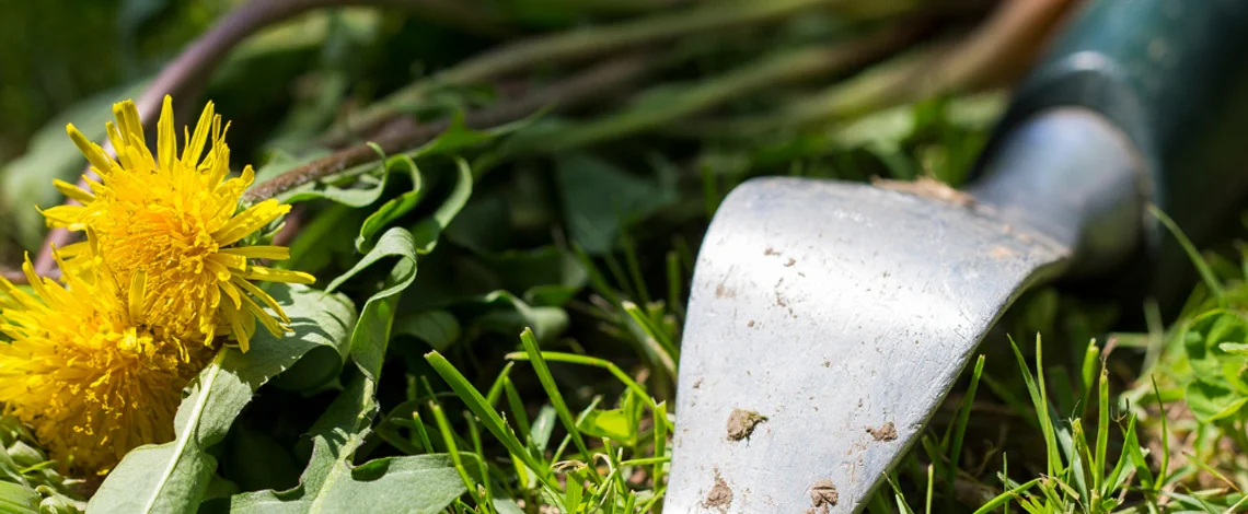 Tips for Summer Lawn Care 3 Weeding Out Weeds