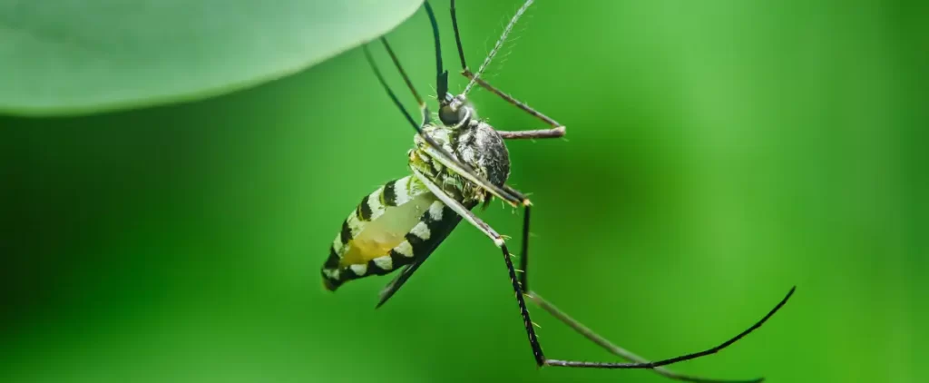 How To Reclaim Your Fort Wayne Yard From Mosquitoes And Ticks This Summer 1 fort wayne mosquito tick yard control