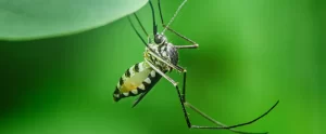 How To Reclaim Your Fort Wayne Yard From Mosquitoes And Ticks This Summer fort wayne mosquito tick yard control