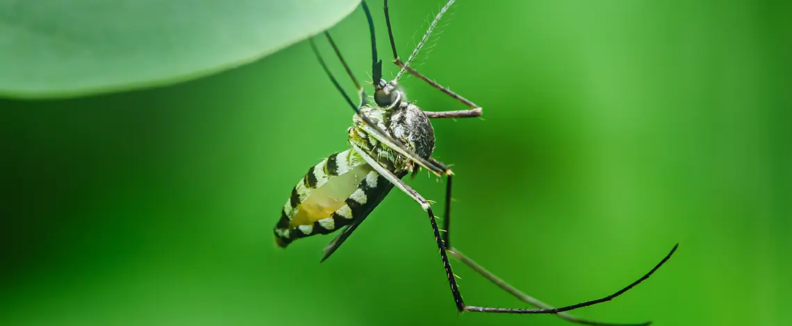 Blog 1 fort wayne mosquito tick yard control