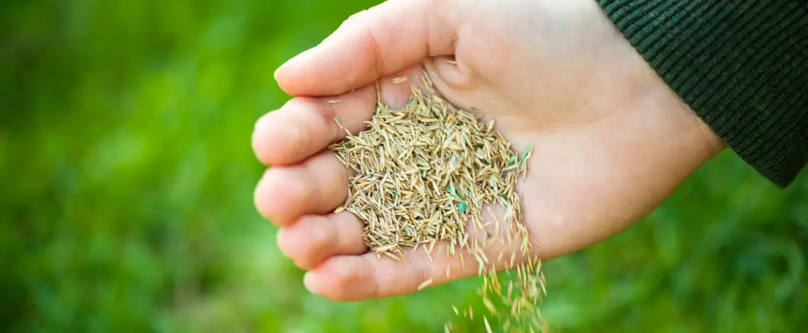 Blog 5 lawn aeration and overseeding in fort wayne